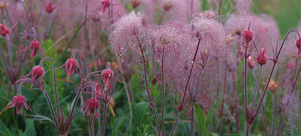 Prairie smoke blooms at Felton Prairie SNA.