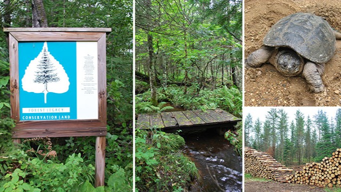 A collection of images showing forest habitat conservation and wildlife.