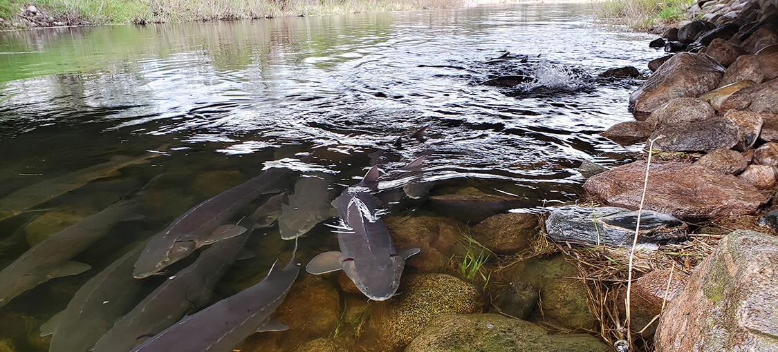 Habitat for Lake Sturgeon on the Red River.