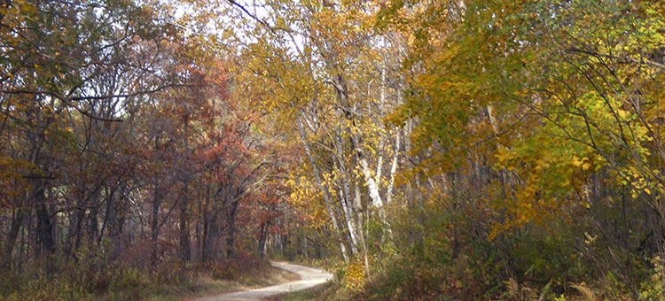 A road winds through hardwood forest.