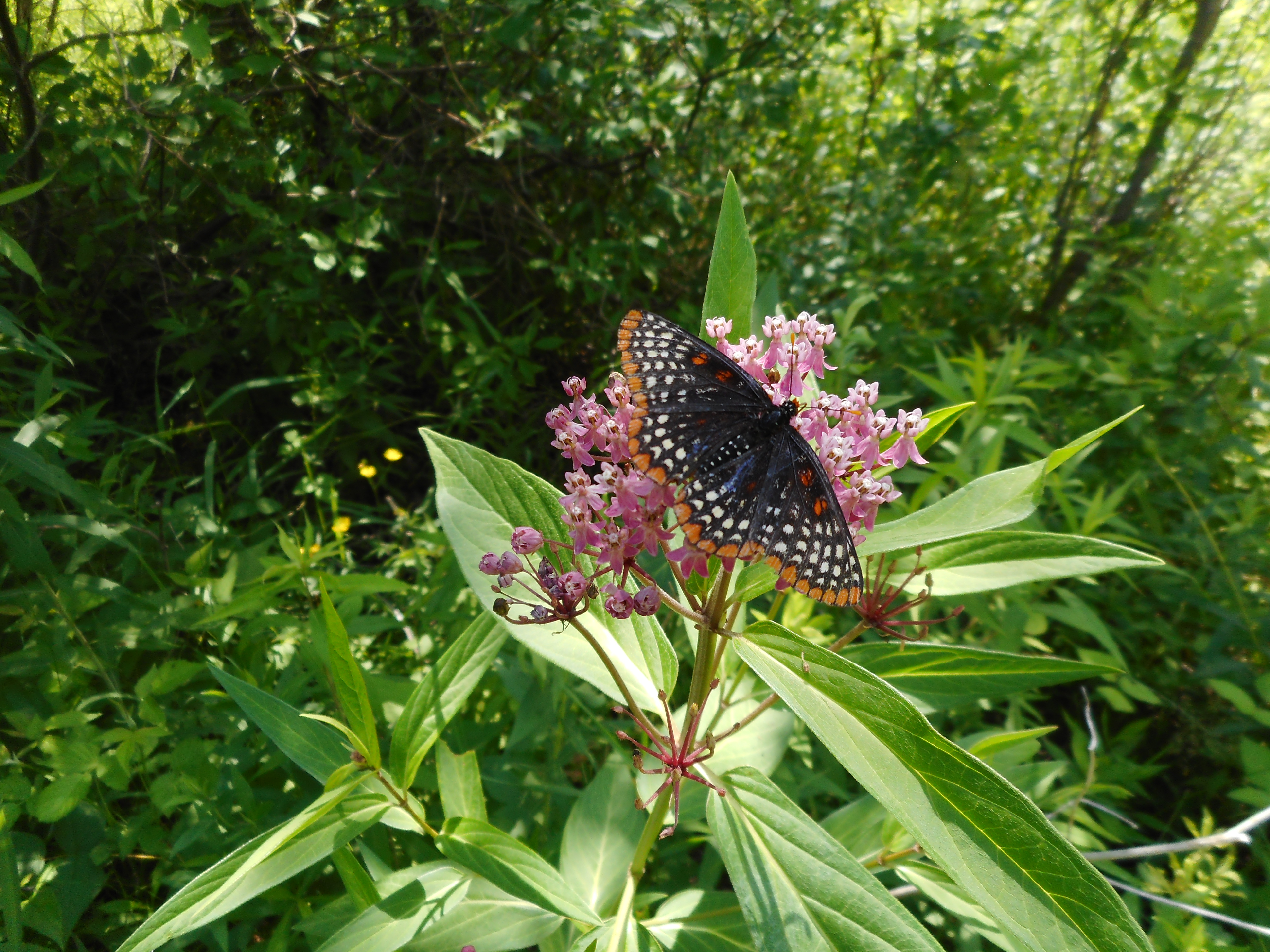 A butterfly lands on swamp milkweed.