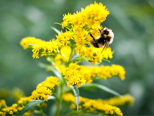 Rusty patch bumblebee on Goldenrod flowers.