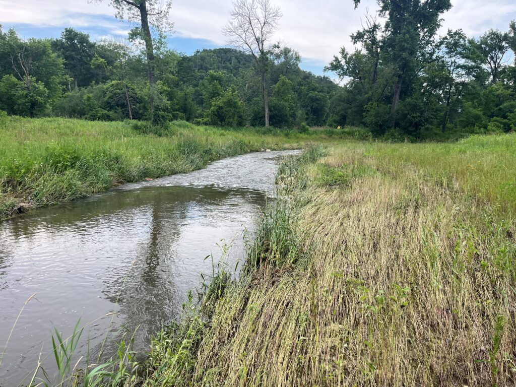 This photo of Hay Creek illustrates how the June flood waters spread out, flattening the grass. The energy release of floodplain prevented any damage to the instream habitat.